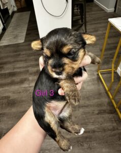 Yorkshire terrier pups for sale