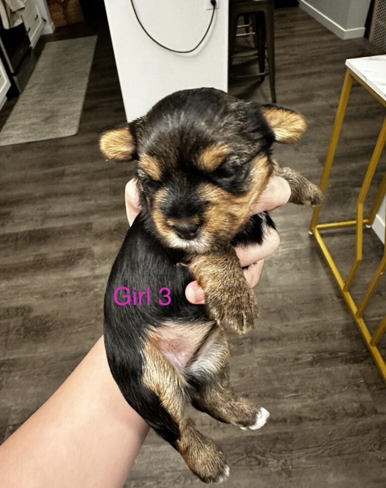 Yorkshire terrier pups for sale