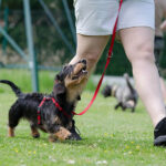 Top 5 Best Birmingham Dog Trainers