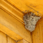 wasp nest image