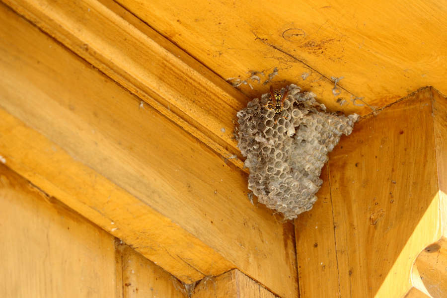 wasp nest image