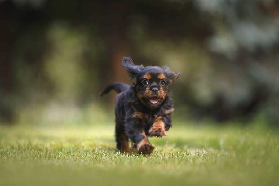 image of puppy