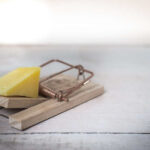 mouse trap image