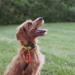 Top 10 Best Delaware Dog Training Companies