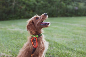 Top 10 Best Delaware Dog Training Companies