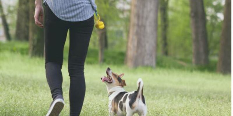 Happy Hounds Dog Training